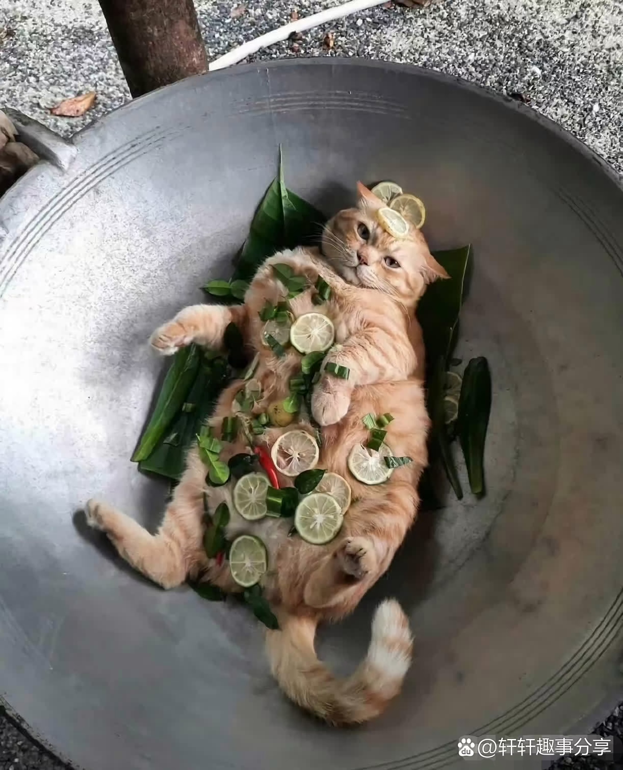 我刚买回来的大锅它就睡进去了,气死人,我再也不养猫猫狗狗了