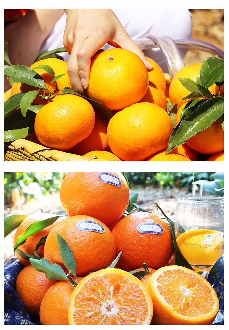 这可不是普通柑橘,名叫云南宾川沃柑,口感独特,每一个自然清甜