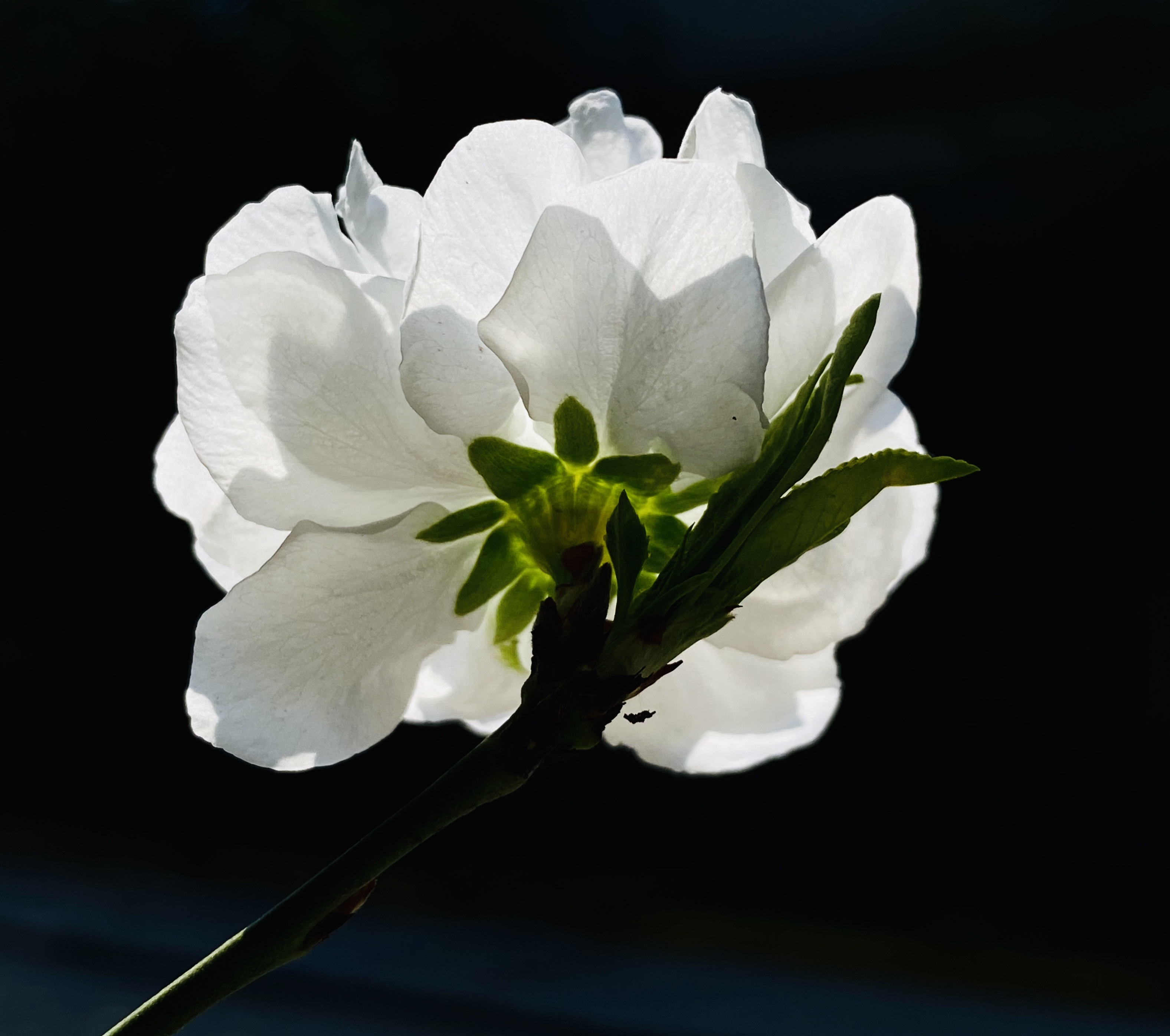 清明时节,送你一朵小白花,缅怀先辈,祭奠英烈
