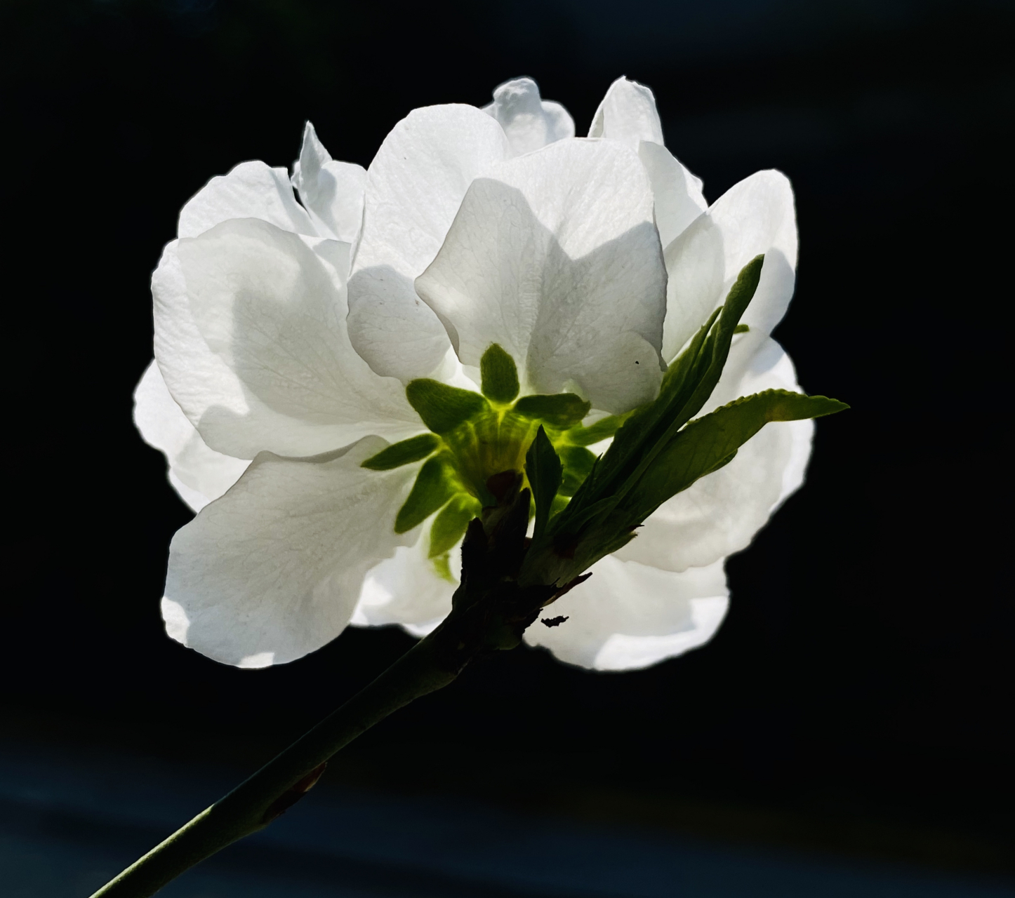 小白花(图文原创) 清明时节,送你一朵小白花,缅怀先辈,祭奠英烈.