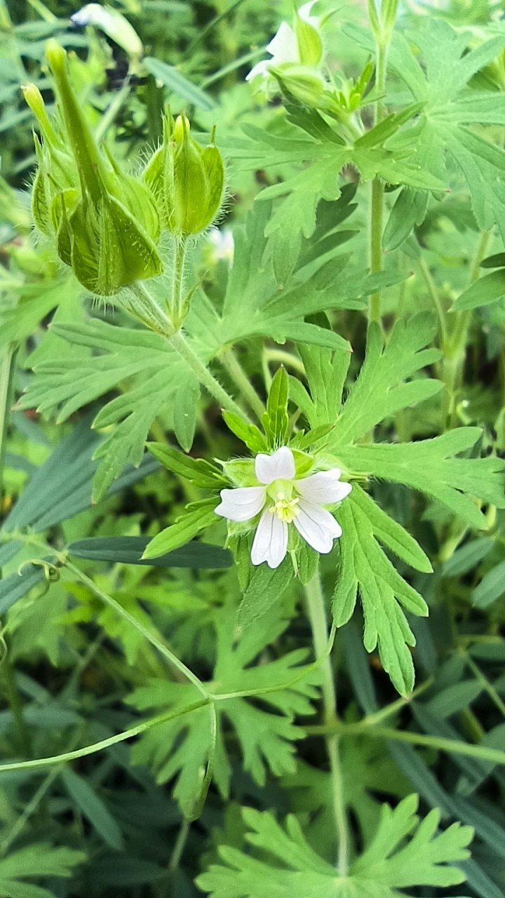 老鹳草你认识不?