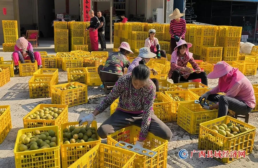 灌阳县观音阁乡罗汉果丰收忙 助力乡村振兴