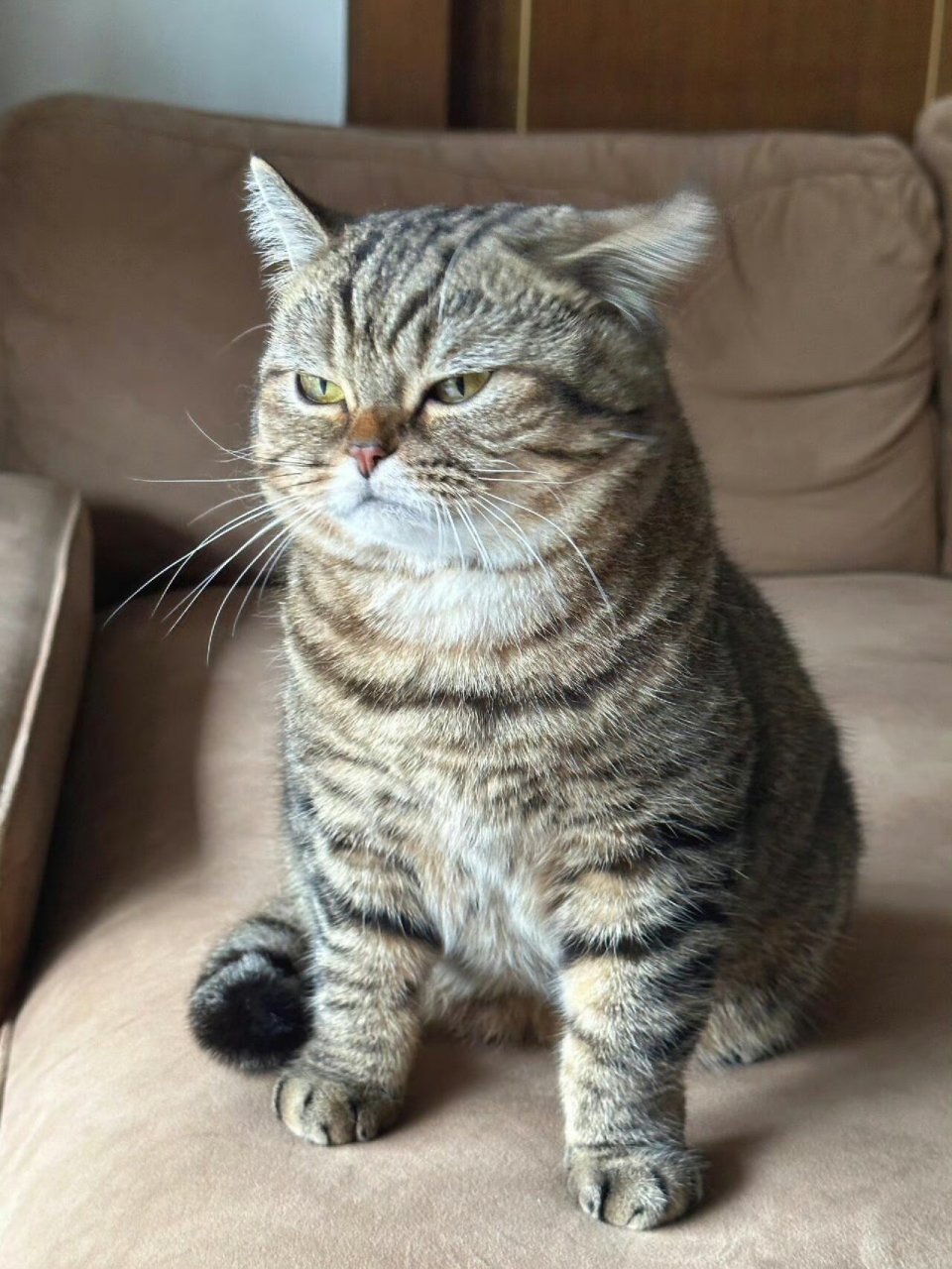 生气的胖小猫