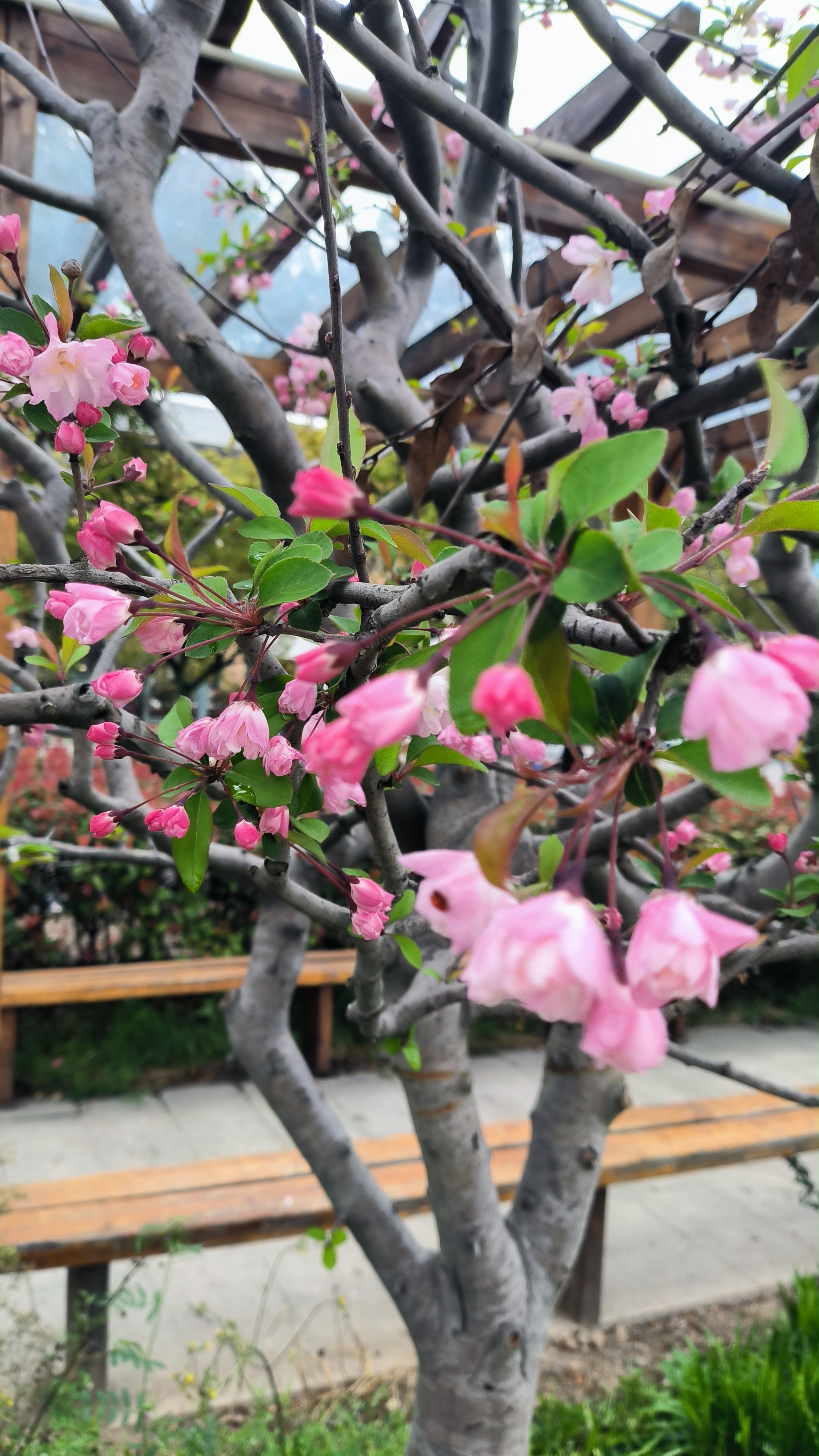 追逐着春天的脚步,看漫山遍野的花开