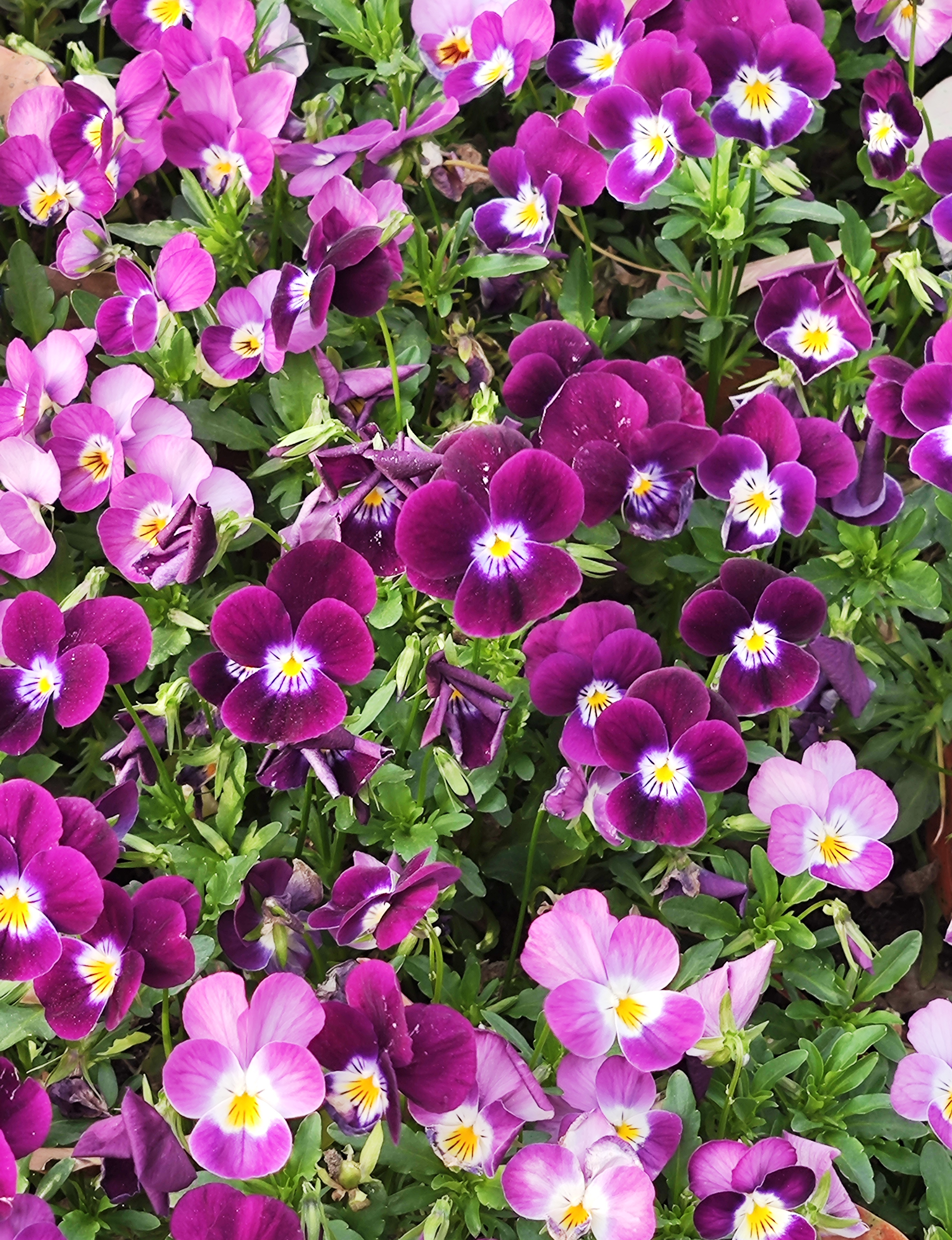 色彩斑斓的小角堇花,让春天更加生机勃勃,充满活力.