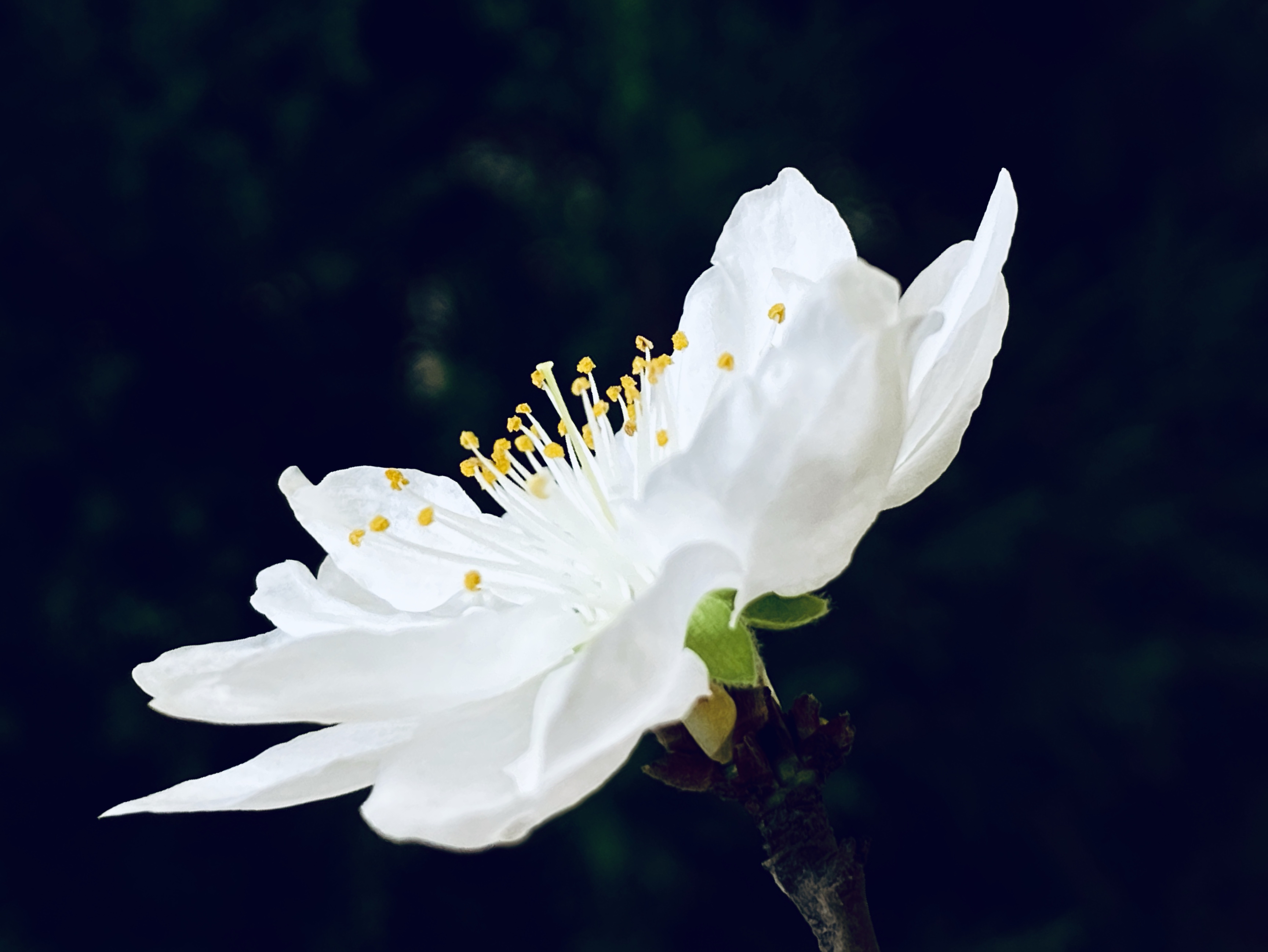 清明时节,送你一朵小白花,缅怀先辈,祭奠英烈