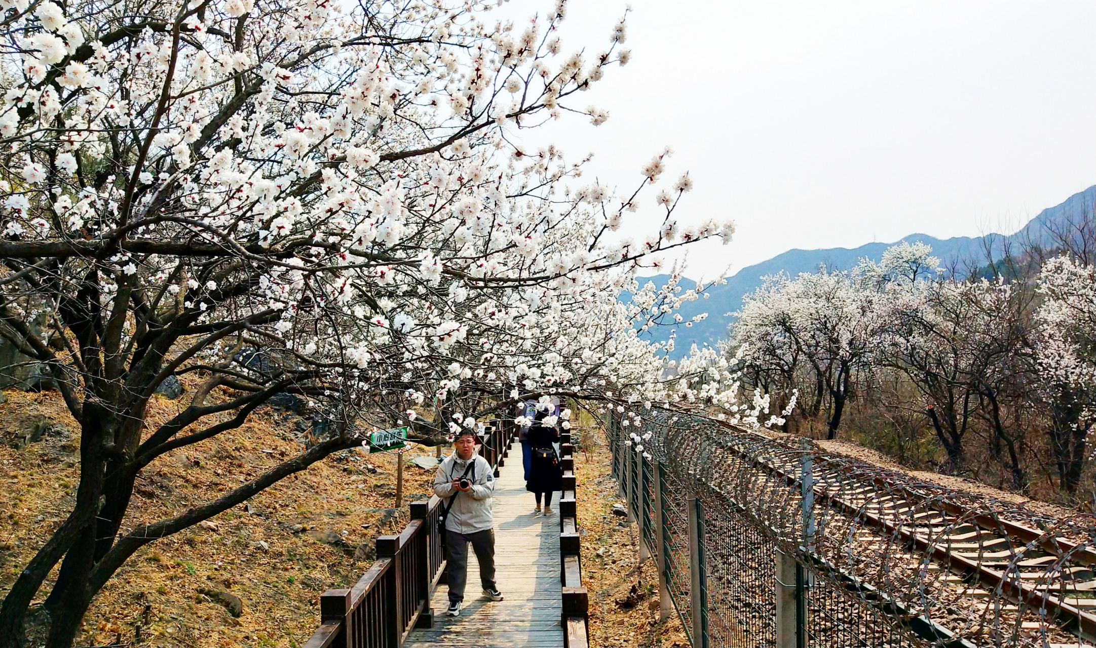 居庸关桃花图片