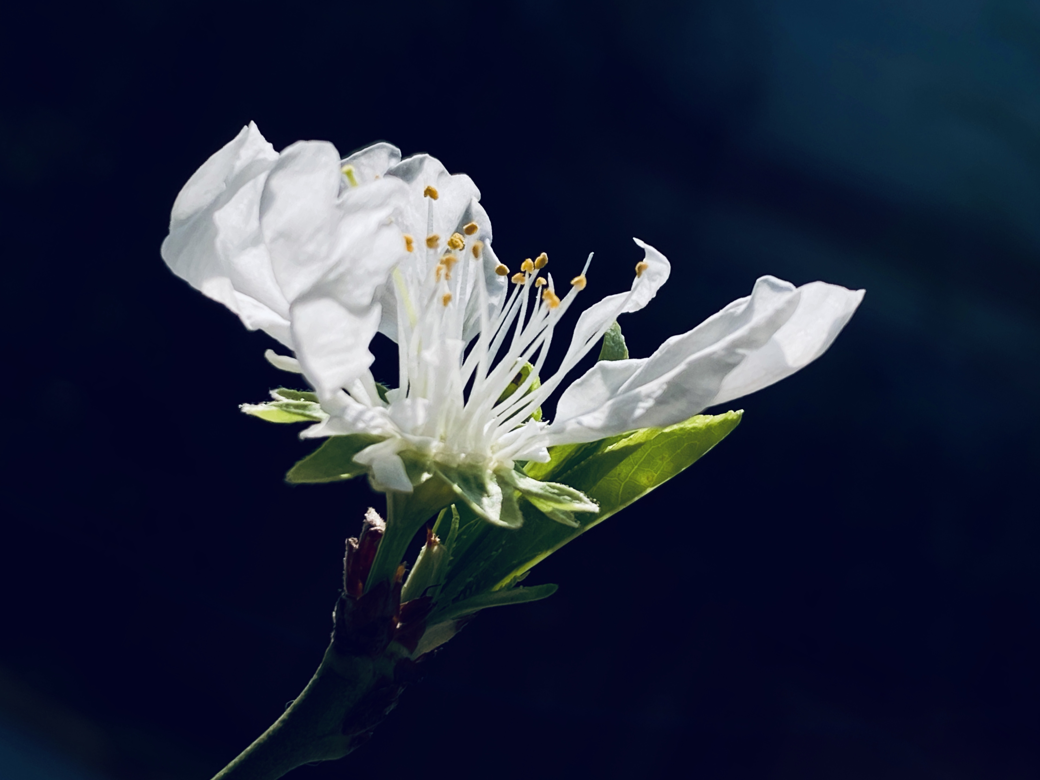 清明时节,送你一朵小白花,缅怀先辈,祭奠英烈