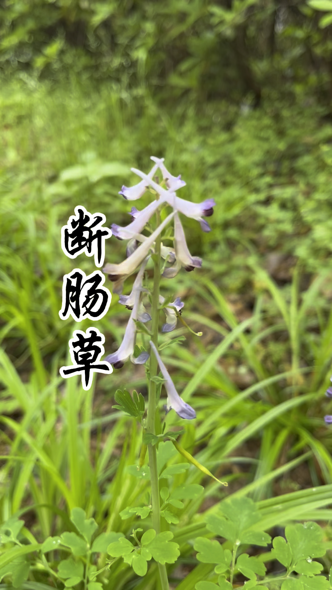 紫堇,又称断肠草,闷头花,有毒,遇见请远离!-度小视