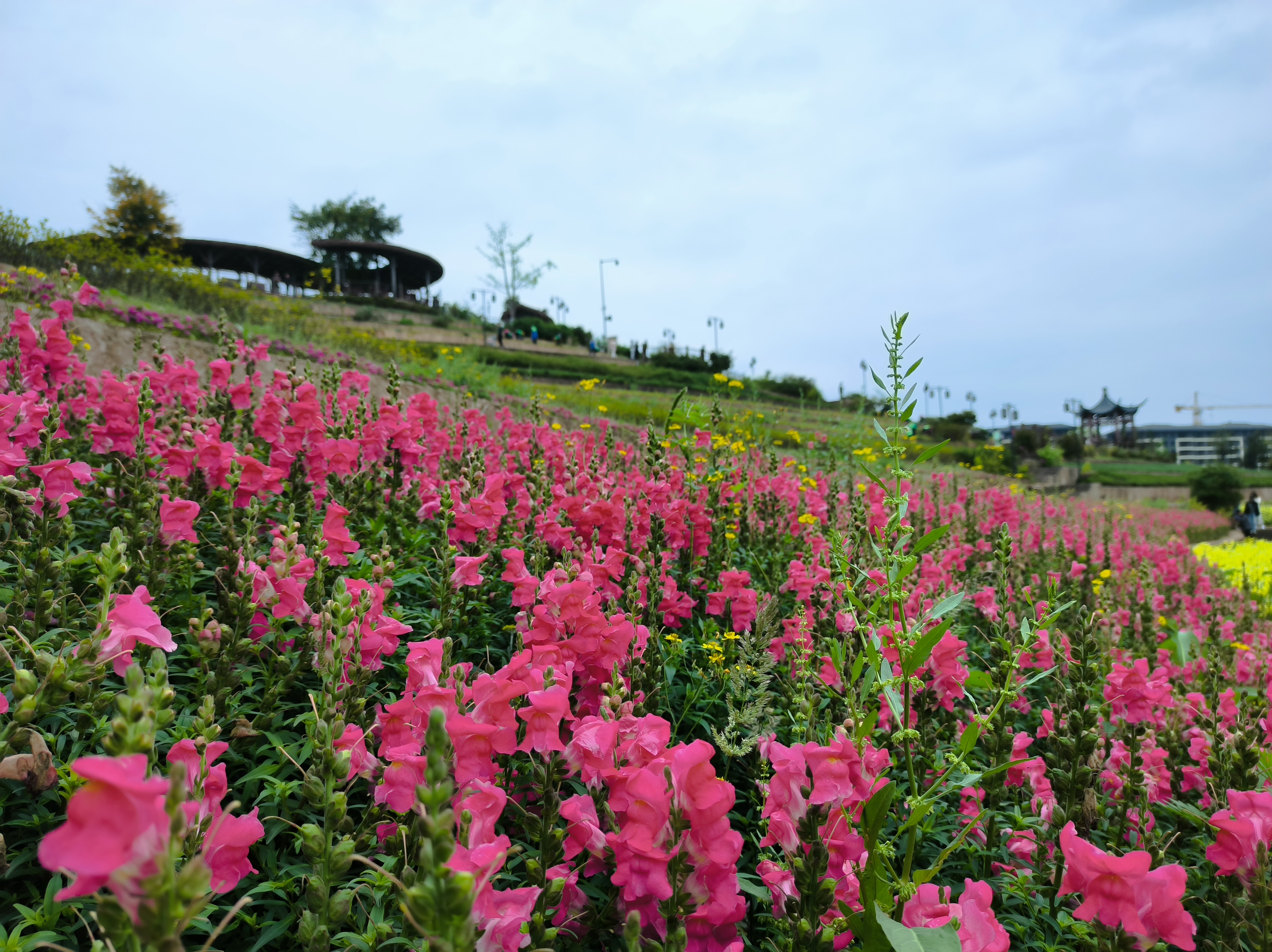 就在重庆周边溜了遛弯,来到璧山区的古道湾公园,七彩梯田花海这里算是