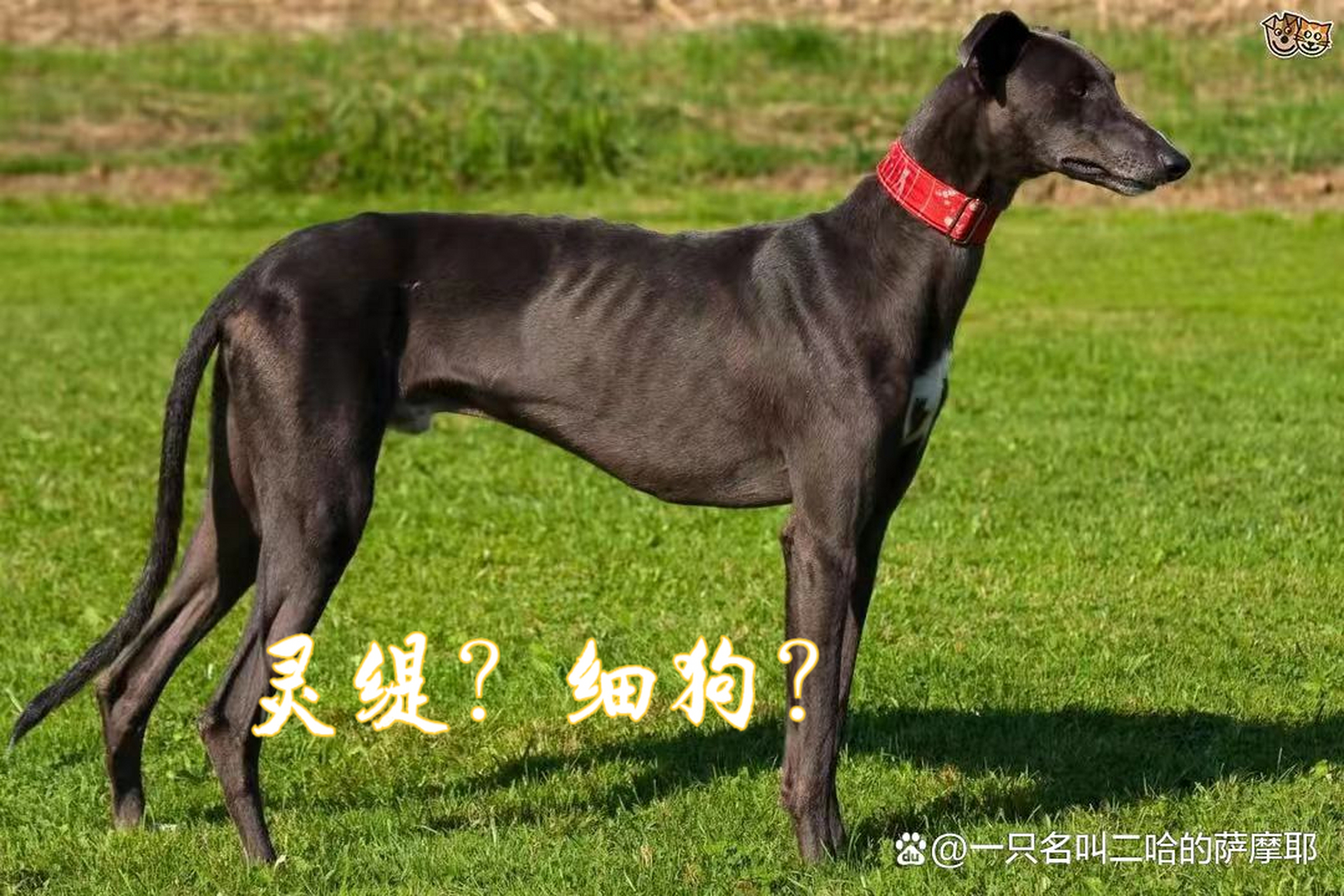 灵缇犬虎斑色图片