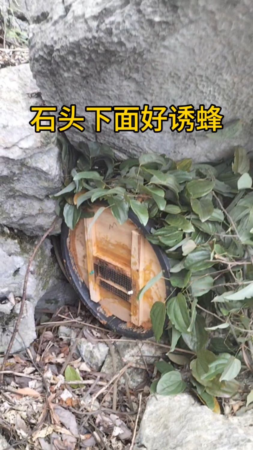 一年一季最佳诱蜂时间错过了就要等明年了诱蜂