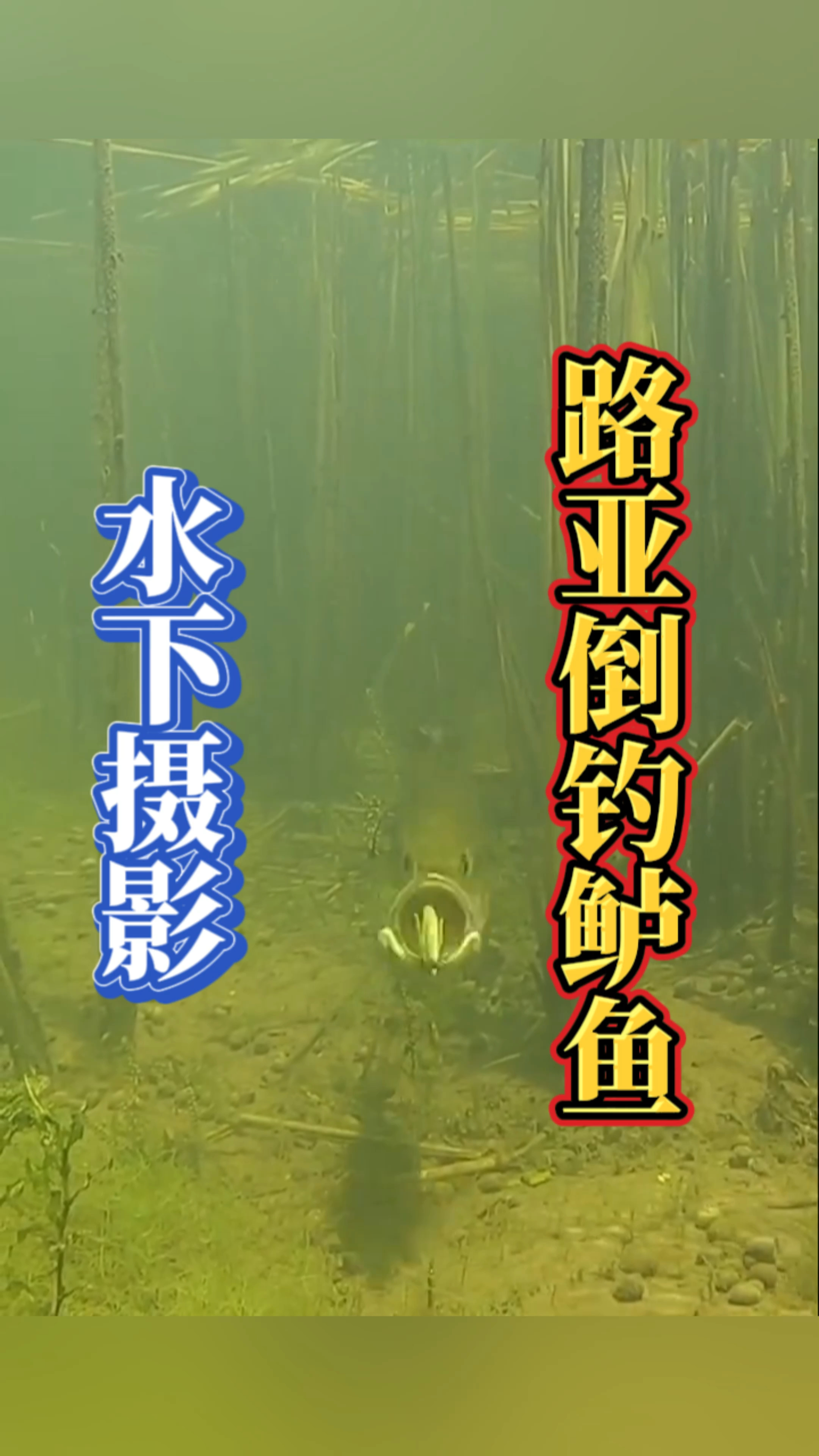 水下摄影路亚倒钓鲈鱼