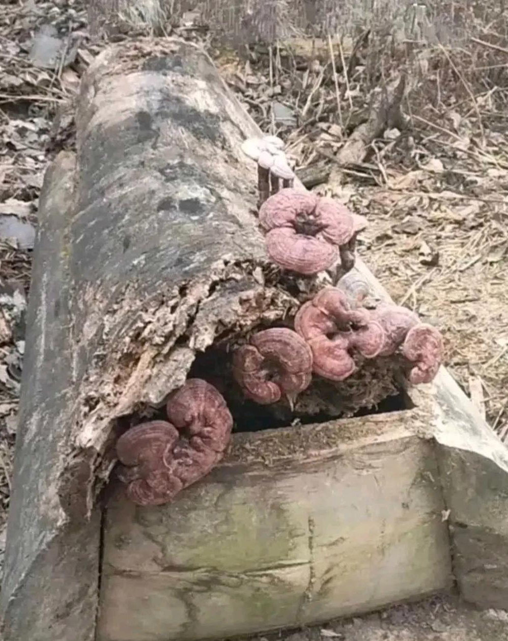 这血灵芝是来报恩的吧?吃了或许能当大官发大财当上仙不?