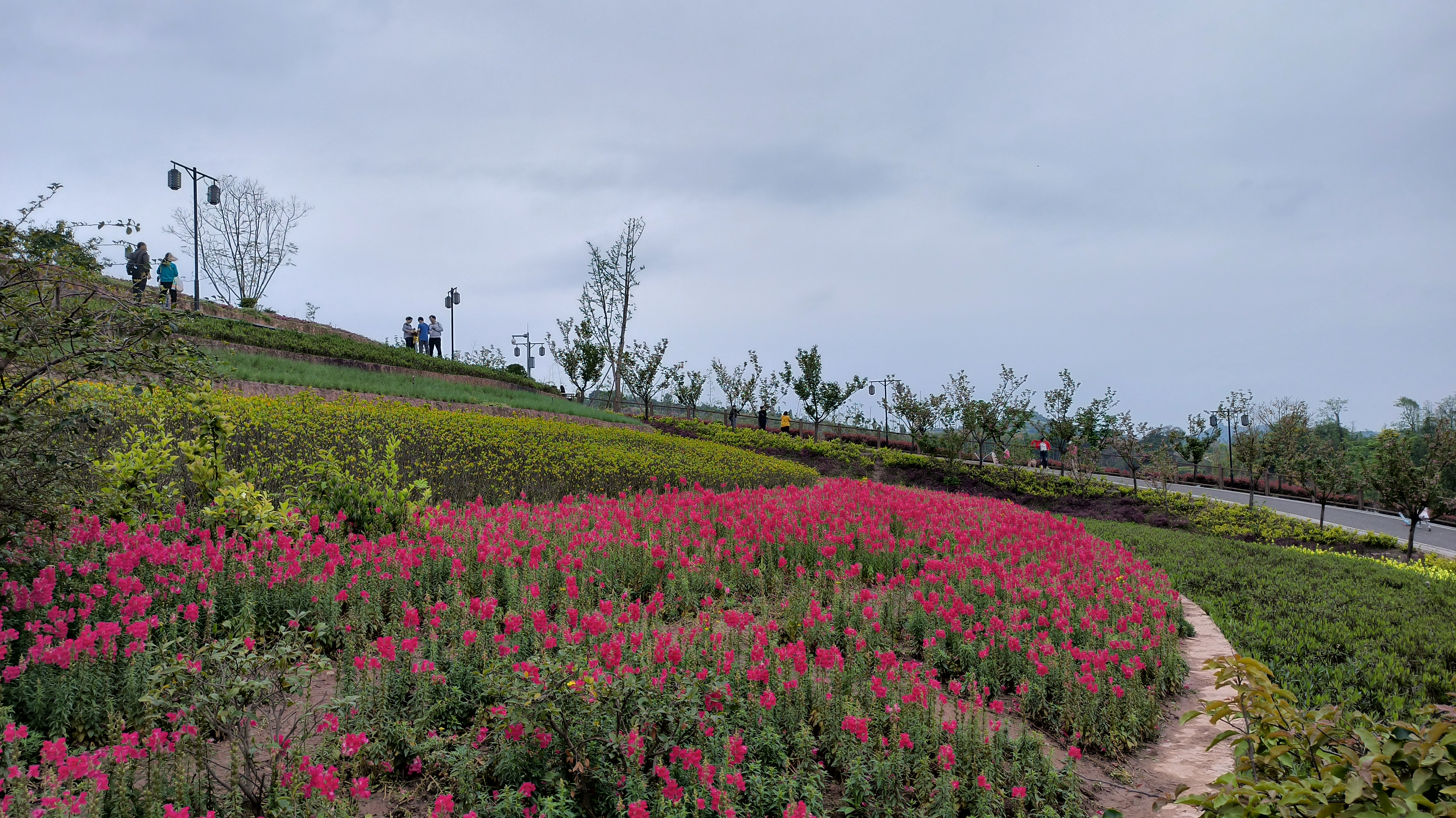 就在重庆周边溜了遛弯,来到璧山区的古道湾公园,七彩梯田花海这里算是
