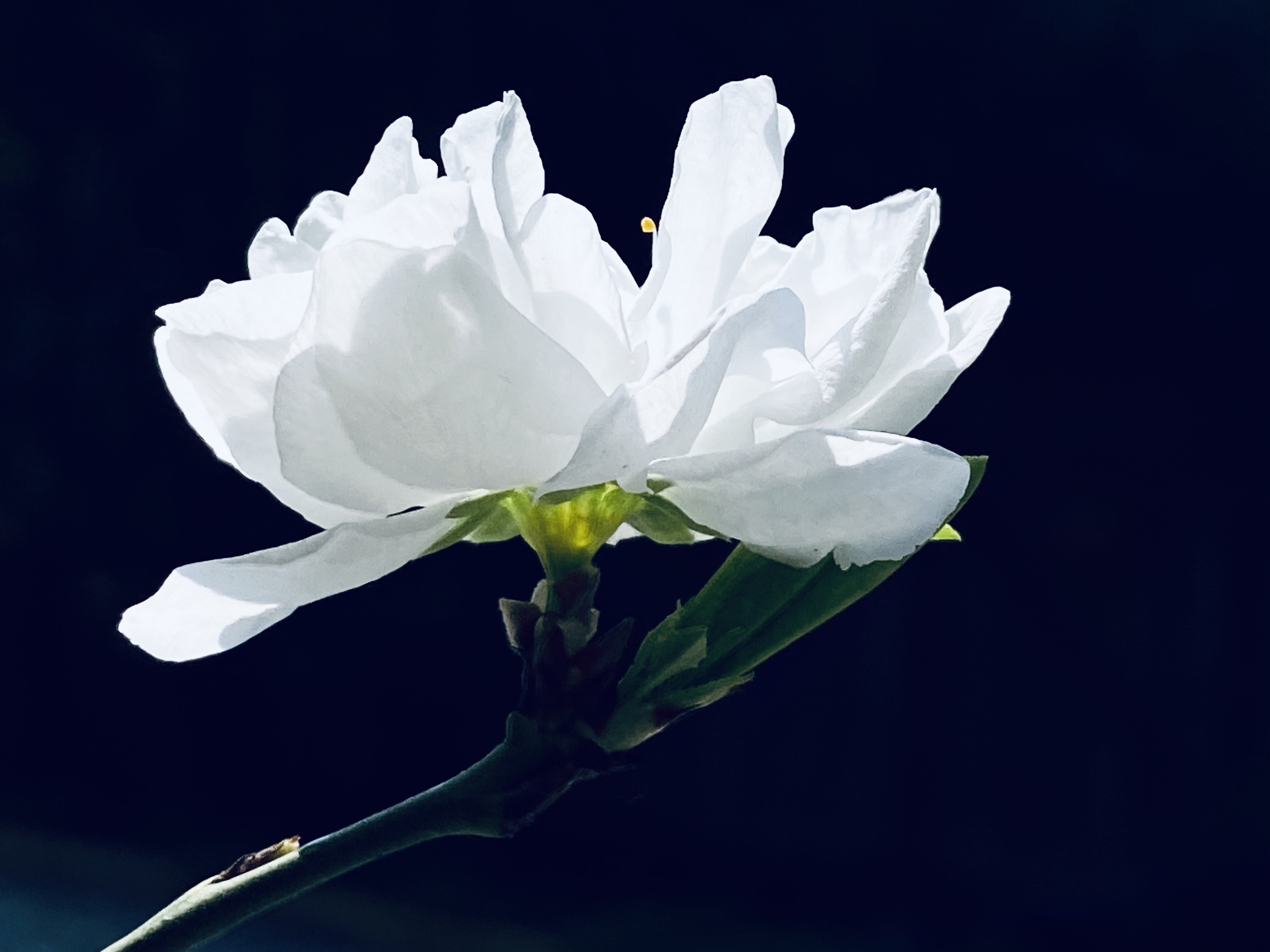 清明时节,送你一朵小白花,缅怀先辈,祭奠英烈