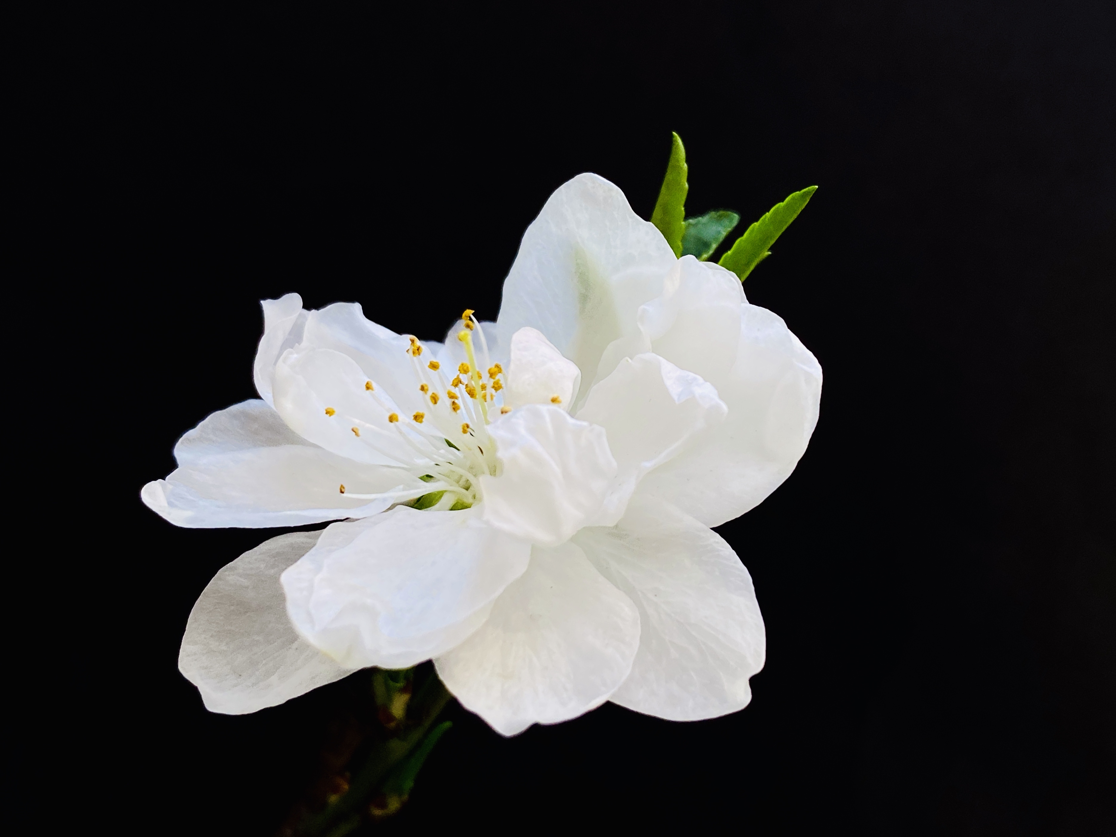 清明时节,送你一朵小白花,缅怀先辈,祭奠英烈