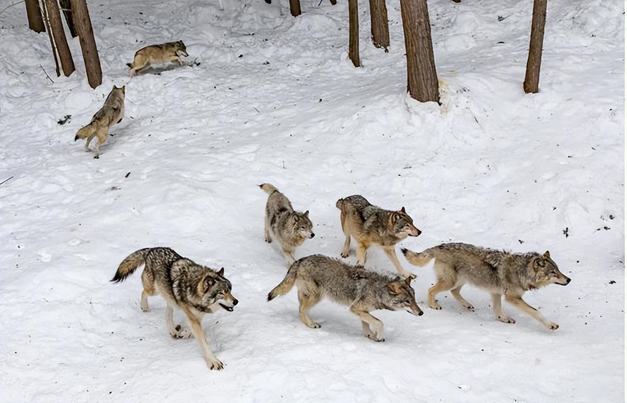 群狼泛滥的灾害