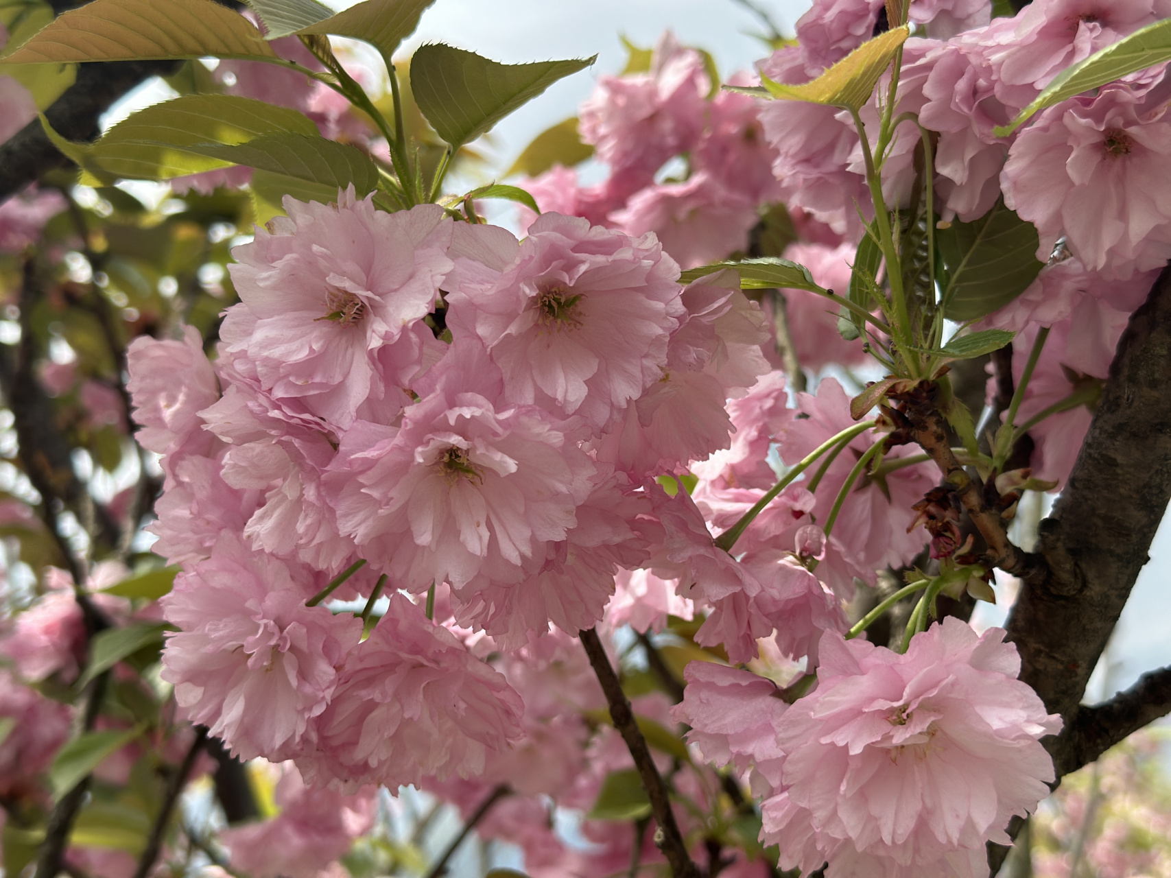 沙湾双山樱花基地图片