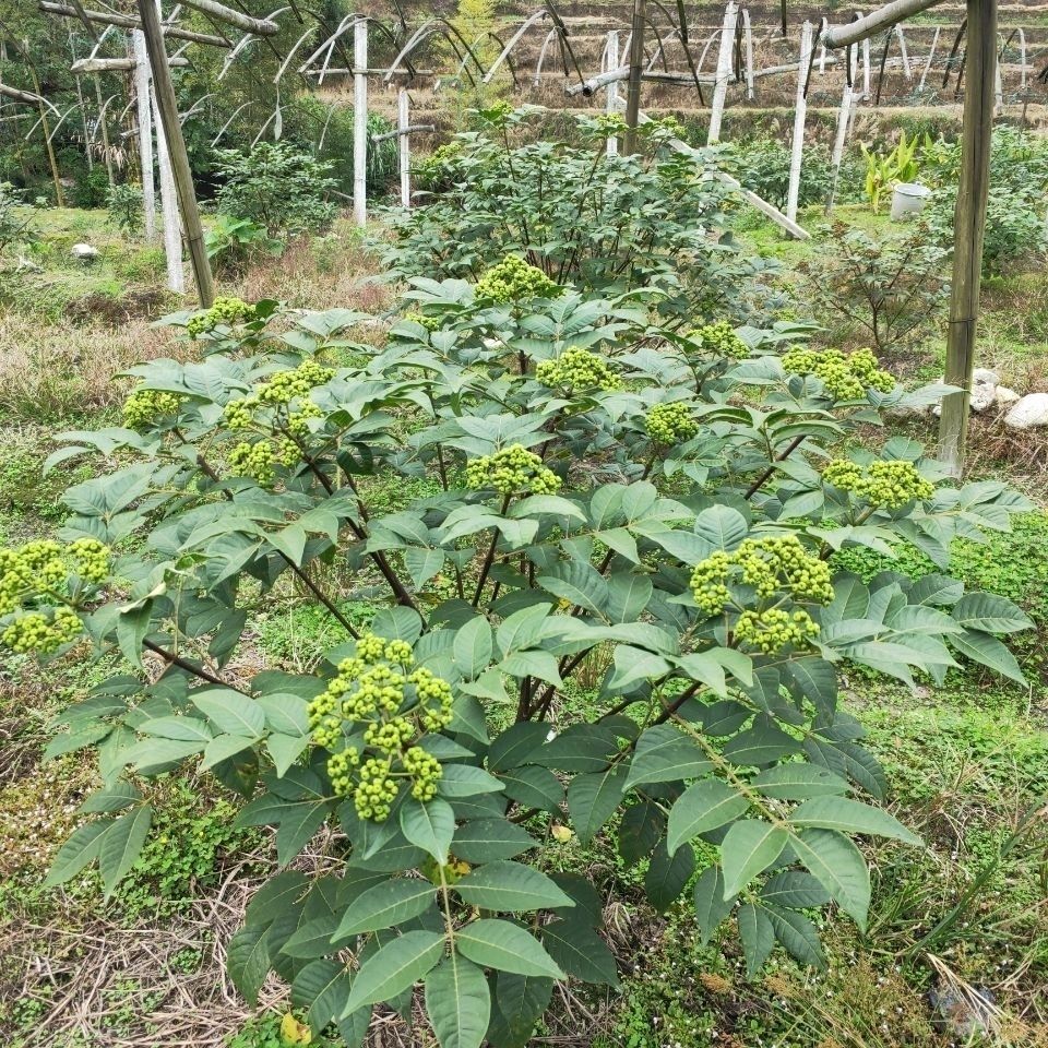 吴茱萸价格多少一斤图片