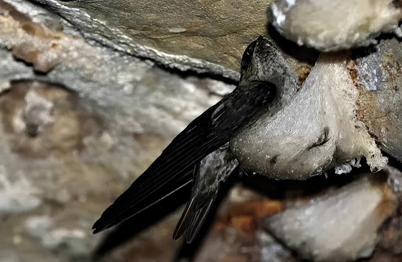 据了解,马来西亚金丝燕燕窝的营养含量就高达50.26%.