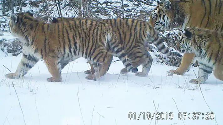 回顾老虎频繁进村年轻虎无处可去俄国虎内卷严重向我国回迁