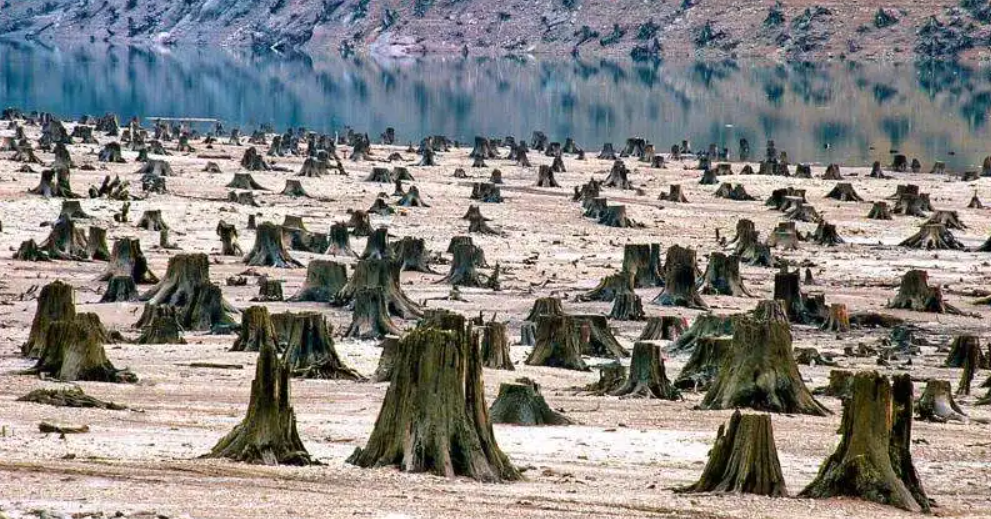 回顾:吃猴子的猛禽,会对人造成威胁吗?灵长类一直在它们的食谱上