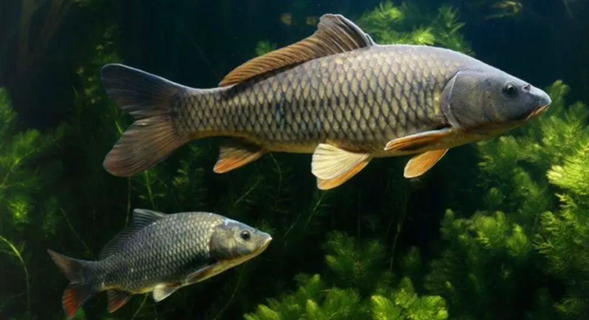 回顾有条鲤鱼一生共被人钓起63次死后上报被誉为人民的鱼