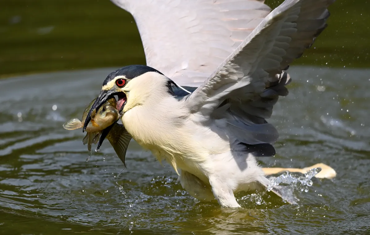 回顾吃光鱼塘的鱼粪便致树死亡为什么还要保护局部泛滥的夜鹭