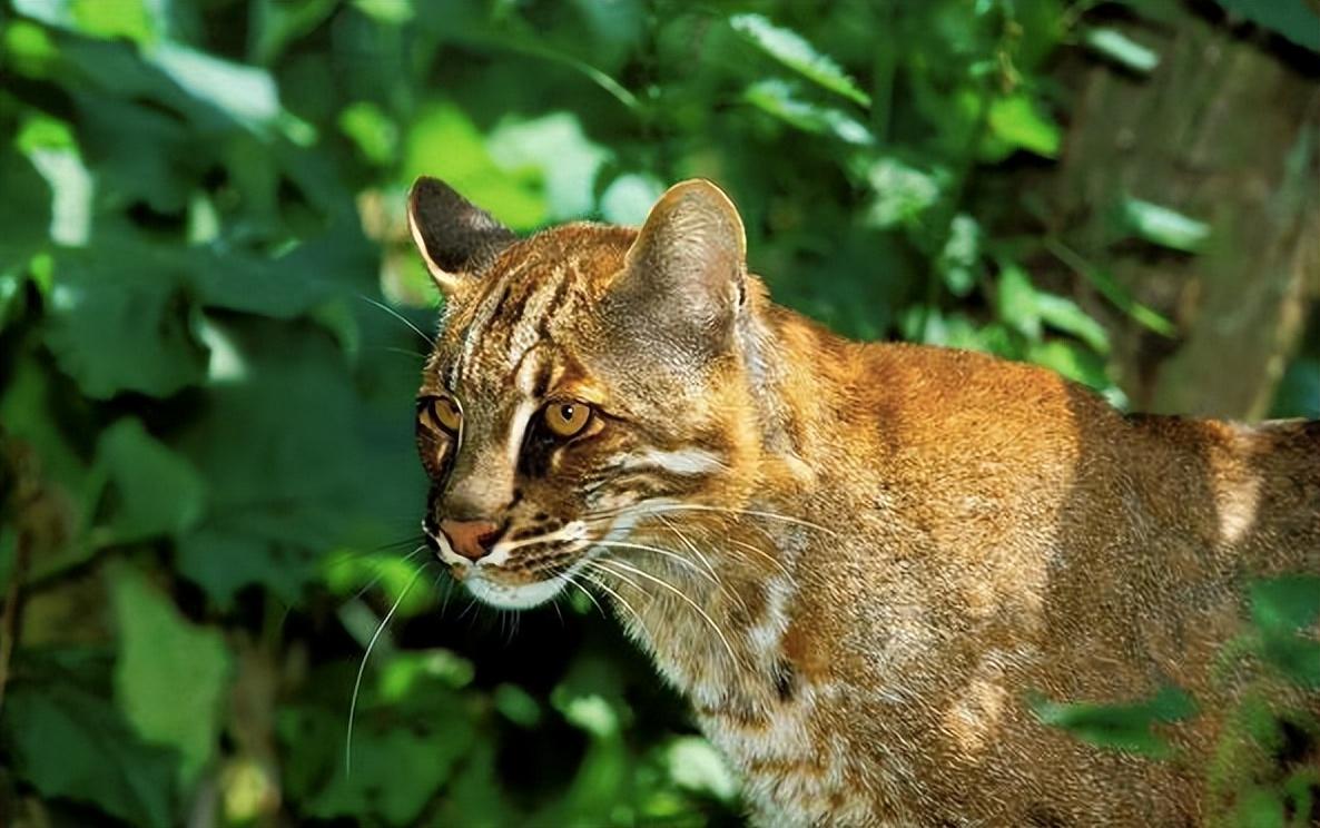 来无影去无踪的猫科动物