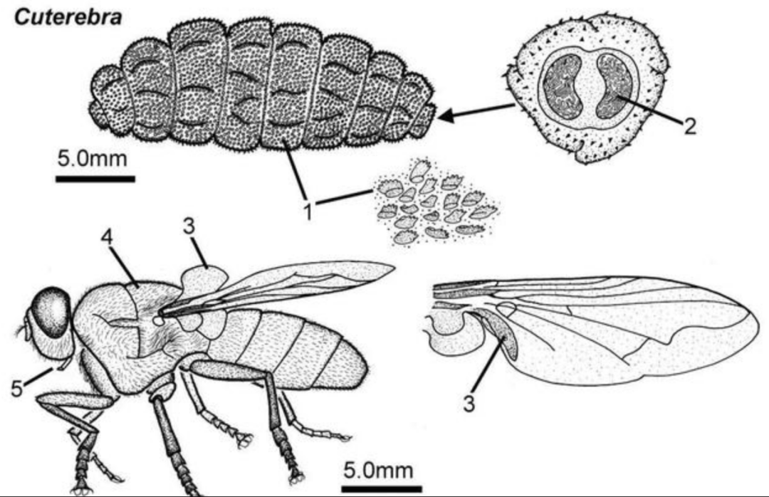 回顾若宇航员在太空中死亡尸体会不会腐烂会经历怎样的过程