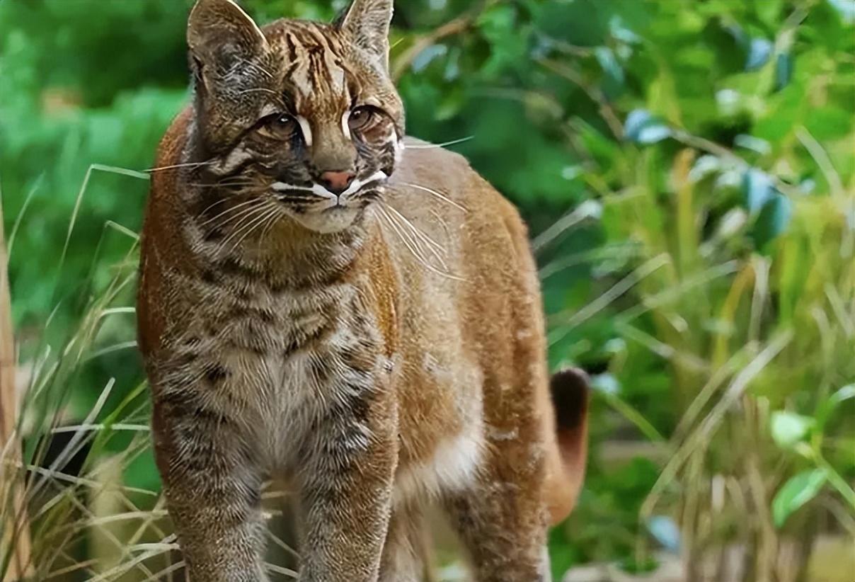 来无影去无踪的猫科动物