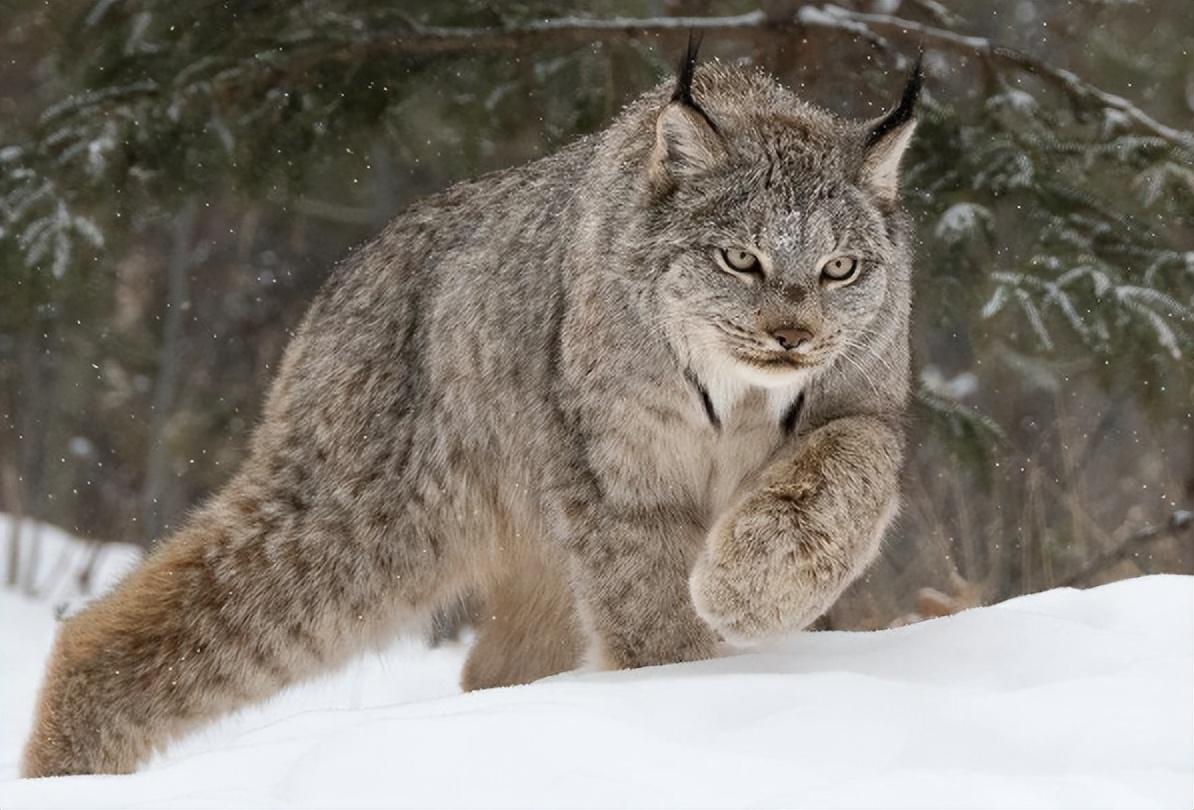 畏惧人类的山猫大哥