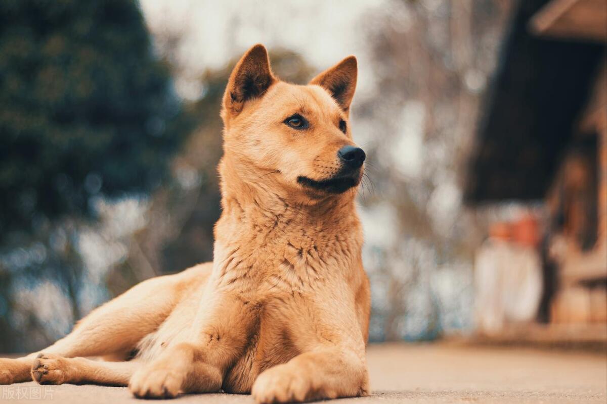 中华田园犬是食肉目犬科犬属动物.
