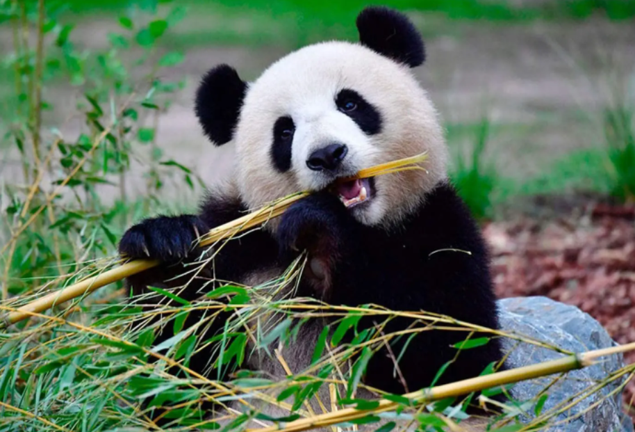 竹子开花马上搬家难道竹子开花真的是大灾变的前兆