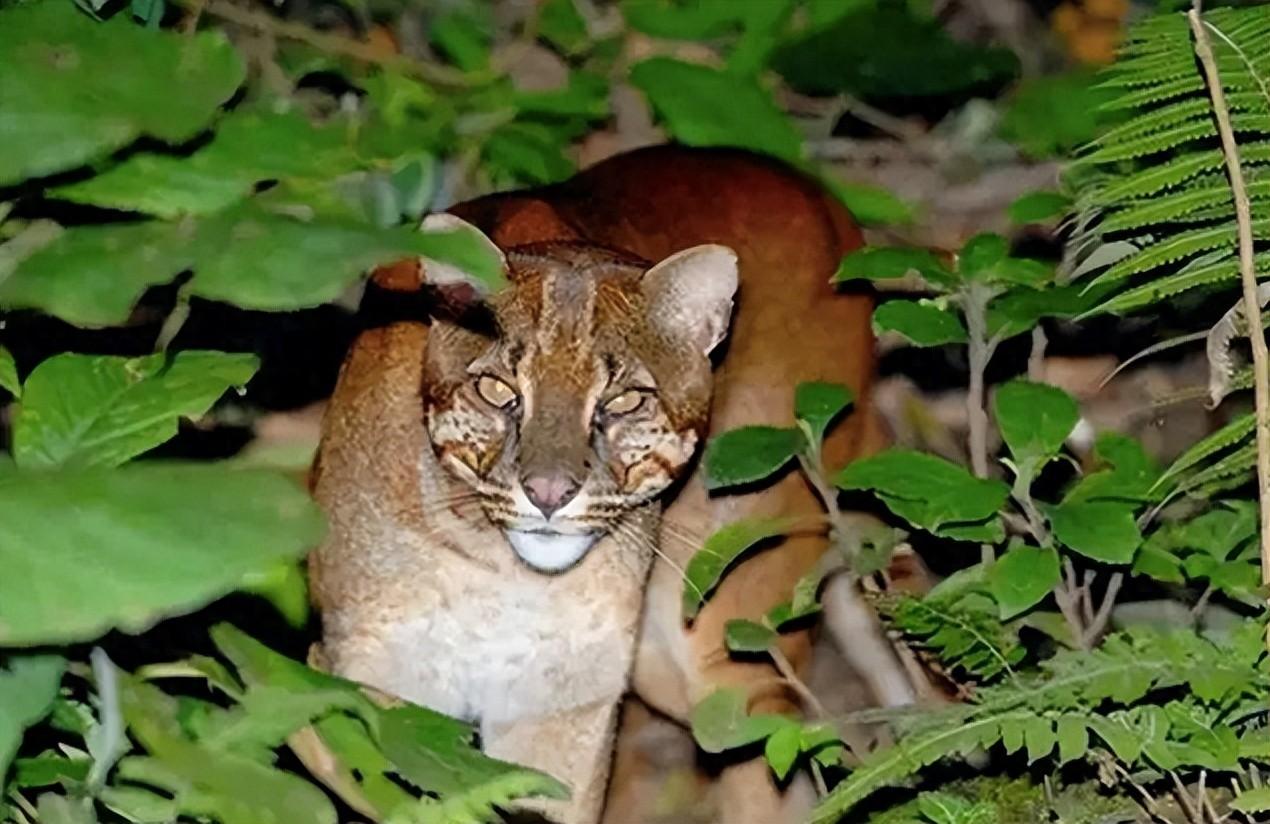 来无影去无踪的猫科动物