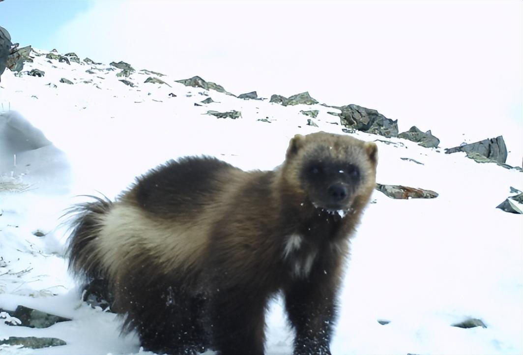 回顾鼬科第一猛兽狼獾单挑群狼战6只狗连美洲狮都不放在眼里