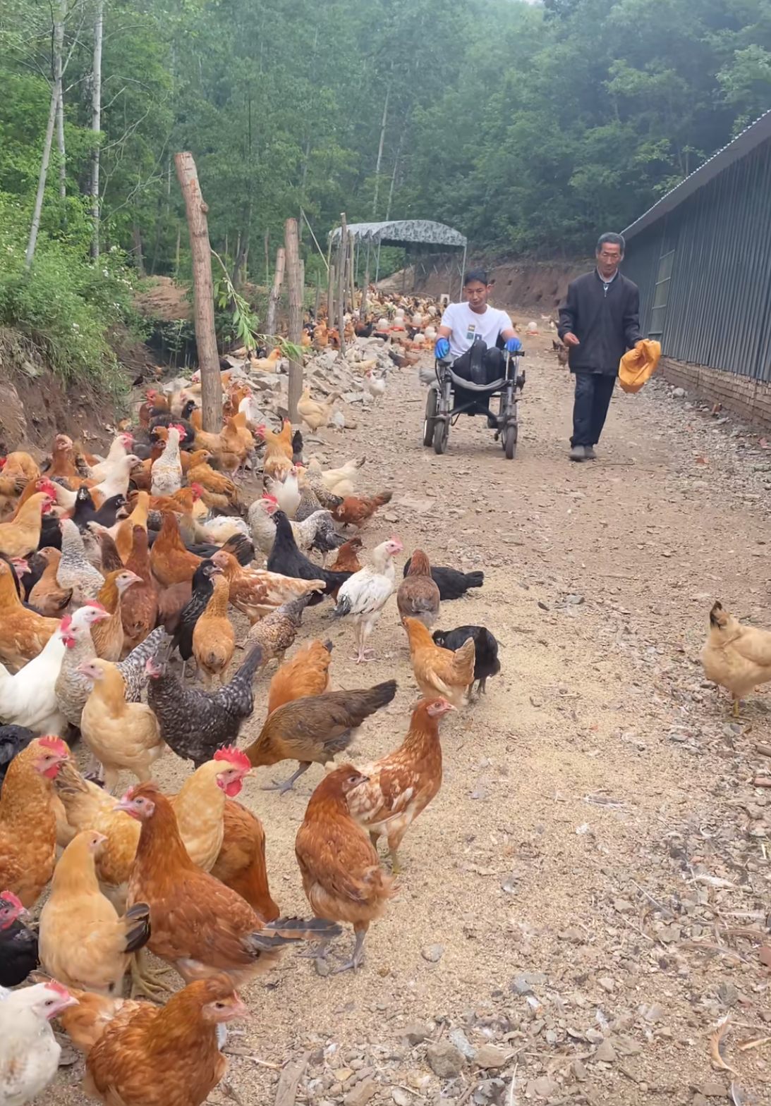回顾:90后小伙,因双腿残疾被父母抛弃,现靠养鸡为养父盖新房!