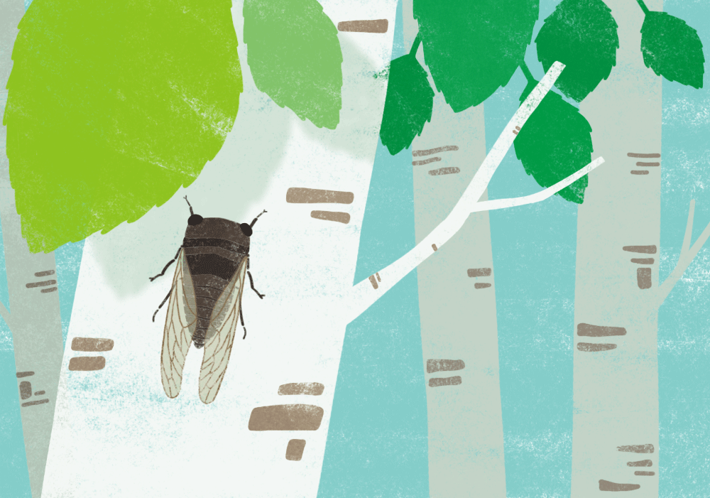 回顾:蝉在树上产卵却从地下出来,为什么呢?"刨出"的土都去哪了?