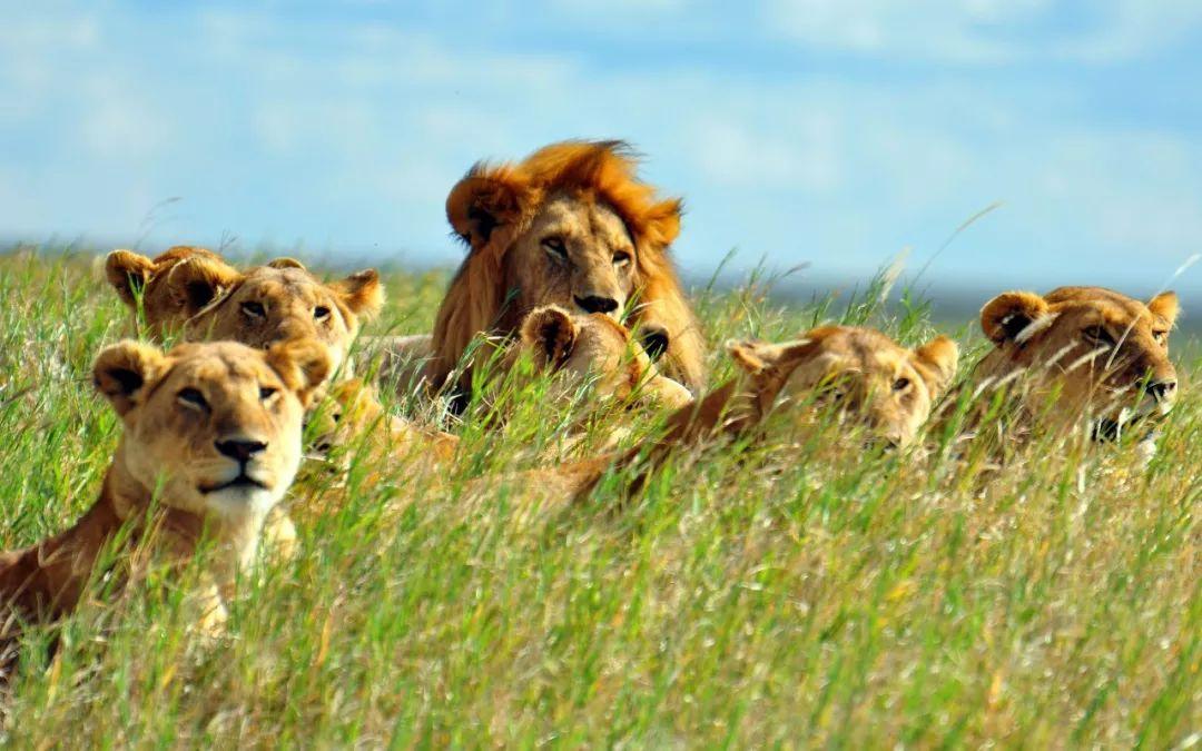 狮子的群居习性最受人诟病,大众印象中猫科动物都是独来独往的.