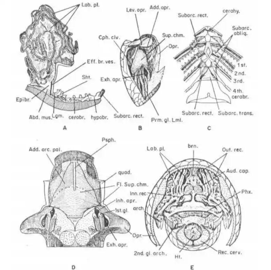 回顾一言不合就上岸走几步的怪鱼行人还要让路被称为过街鼠