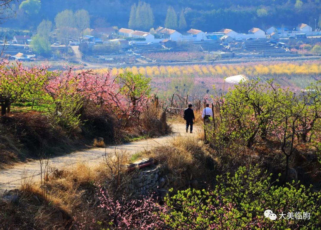 临朐嵩山桃花节图片