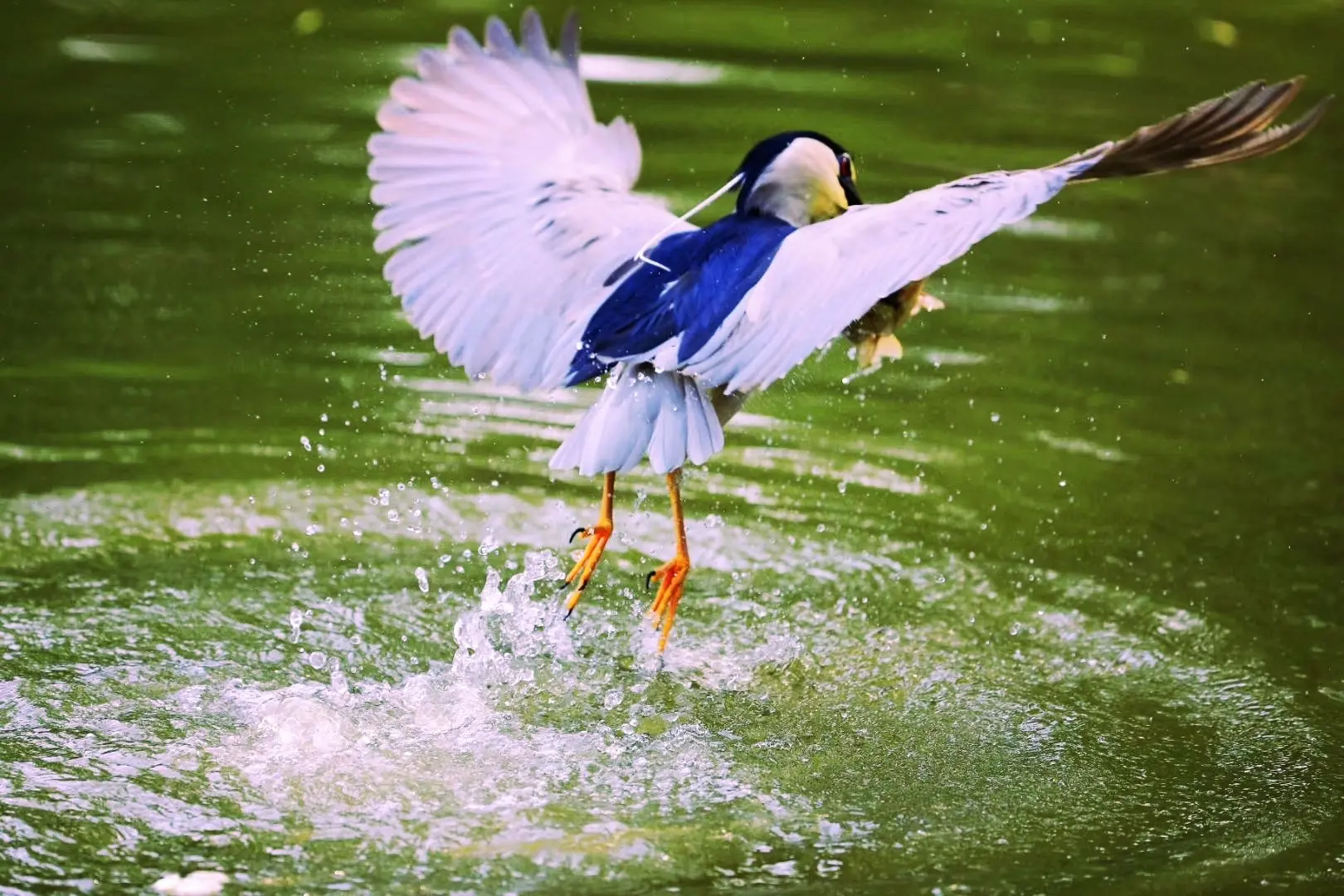 夜鹭的身上完全没有夜行动物的胆小谨慎,胆子反而大得出奇.