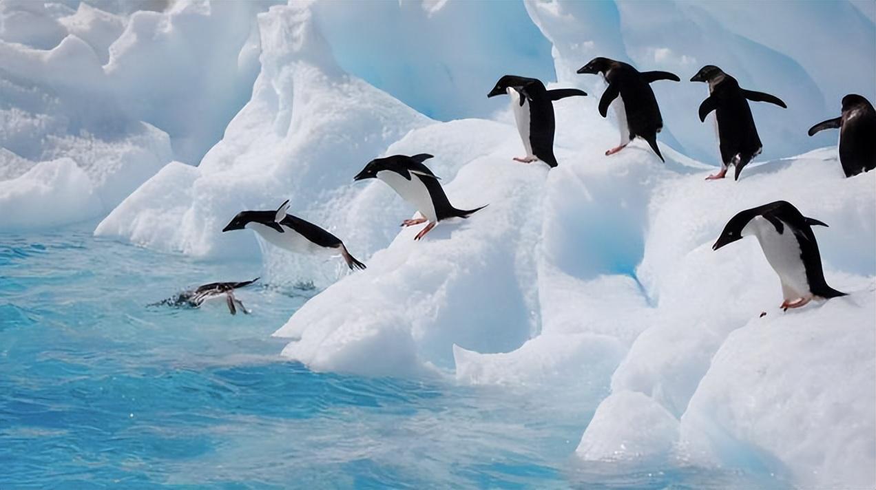 古老的"海洋之舟":企鹅