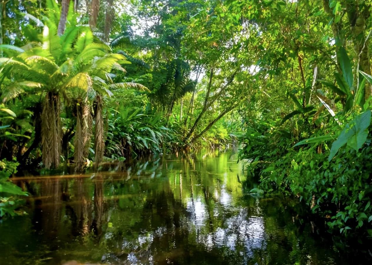 回顾:鳄鱼咬中电鳗,被电到全身抽搐,两者谁才是亚马逊终极杀手?