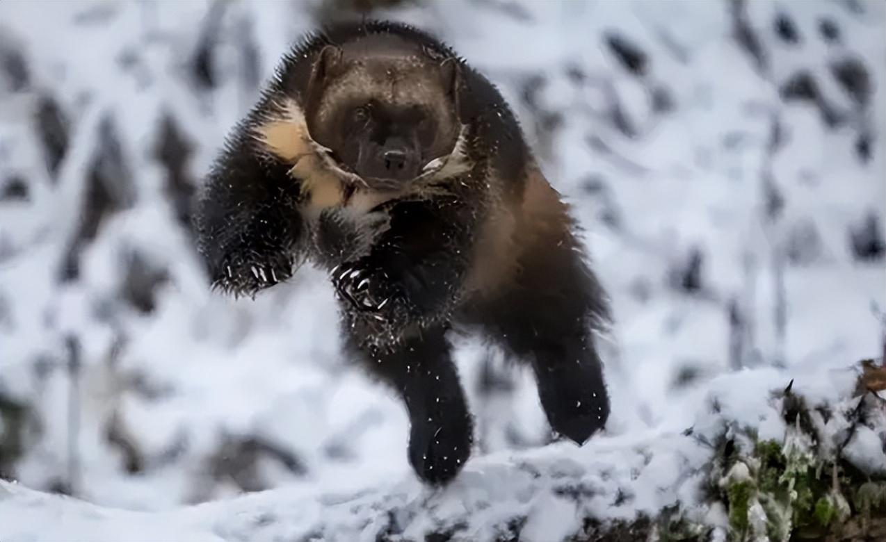 回顾鼬科第一猛兽狼獾单挑群狼战6只狗连美洲狮都不放在眼里