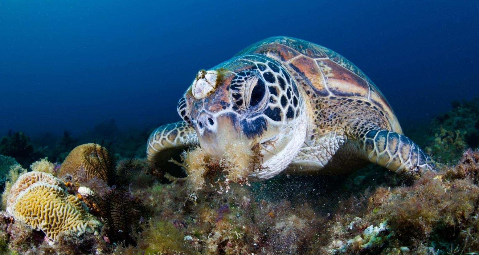 回顾地狱美食藤壶到底多可怕被人类当美味却让鲸鱼难以忍受