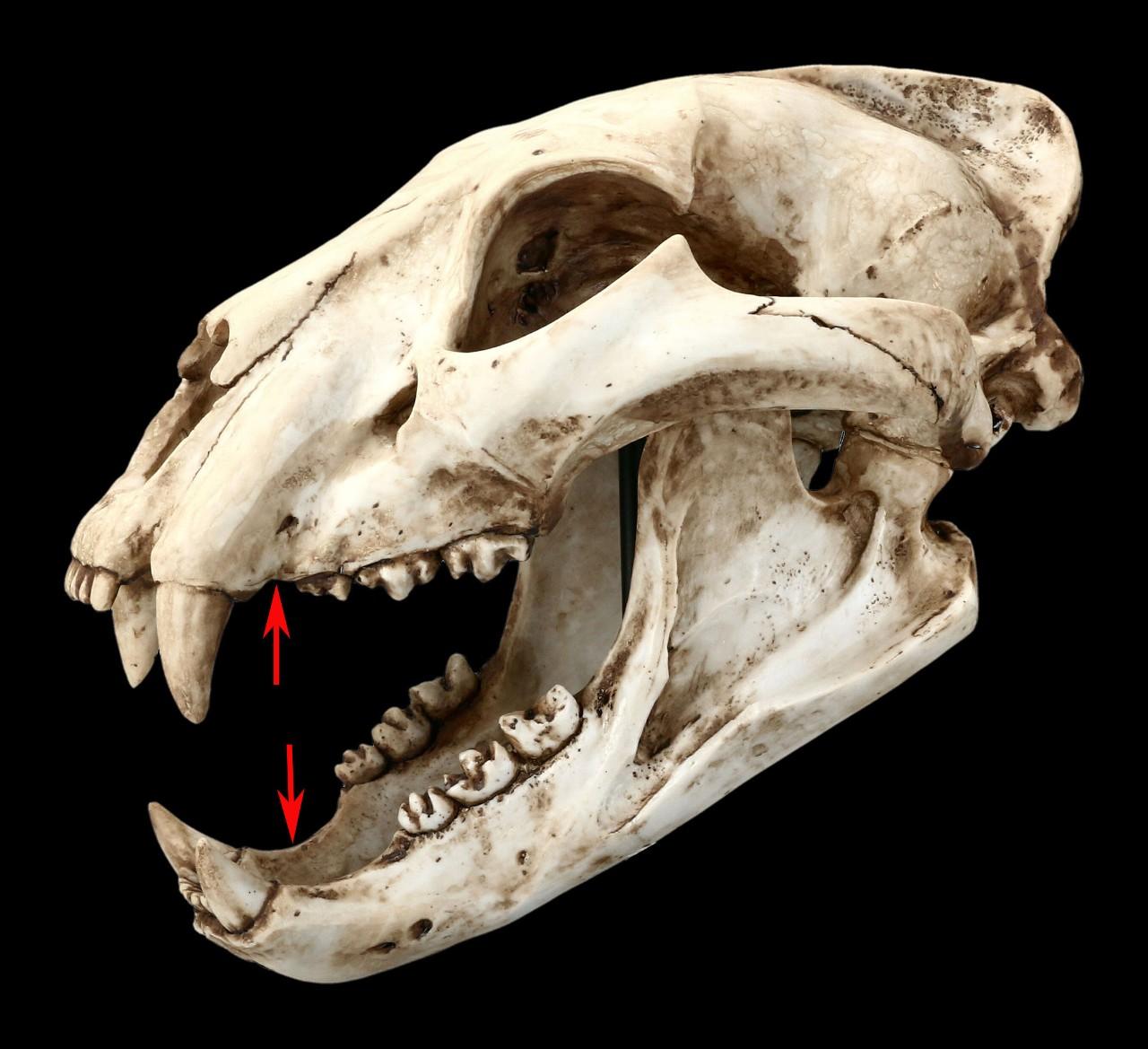 回顾猫科叛徒猎豹为跑更快向犬科偷师结果成了战五渣