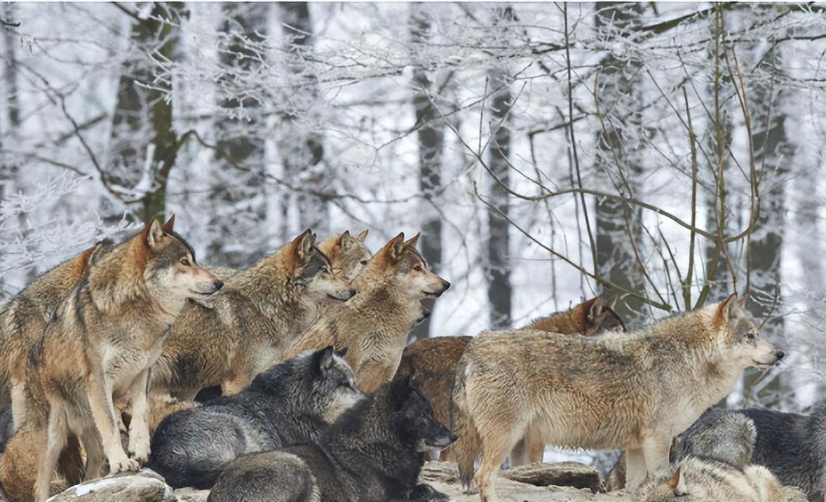 回顾俄罗斯遭遇狼灾几十万头野狼横扫当地狼群会朝我国推进吗