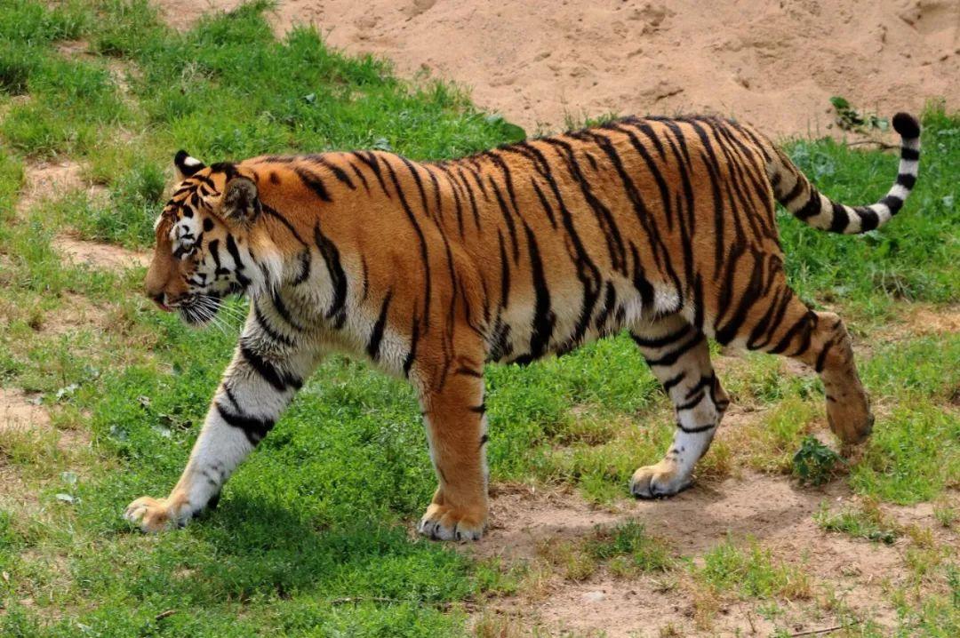 回顾明明是猫科硬被说成犬科狮子有哪些方面不像猫而更像犬